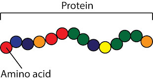 protein-graphic