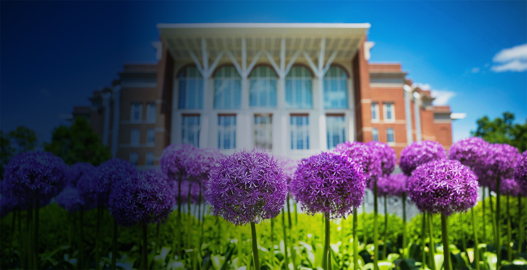Campus building with purple spring flowers