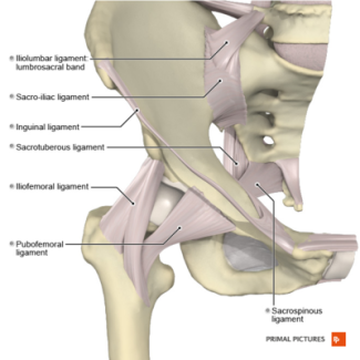 Image of ligaments of the hip. Includes four ligaments connecting the spine to the hip, the two ligaments connecting the hip to the femur, as well as the inguinal ligament.