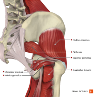 Image shows muscles of the hip, including glutes minimus, piriformis, superior gemellus, inferior gemellus, obturator internus, and quadratus femoris.