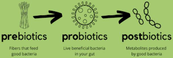 prebiotics probiotics postbiotics
