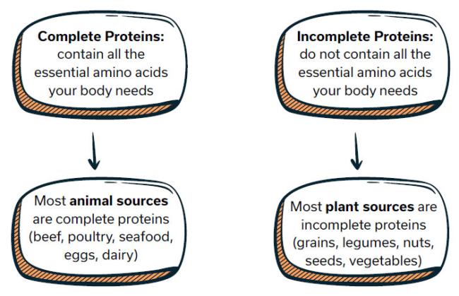 What are complete and incomplete proteins