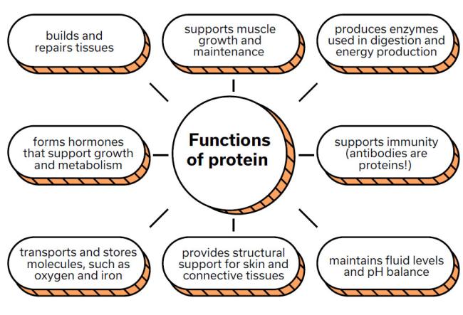 Why do we need protein?