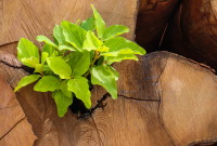 Resilient plant growth from chopped lumber